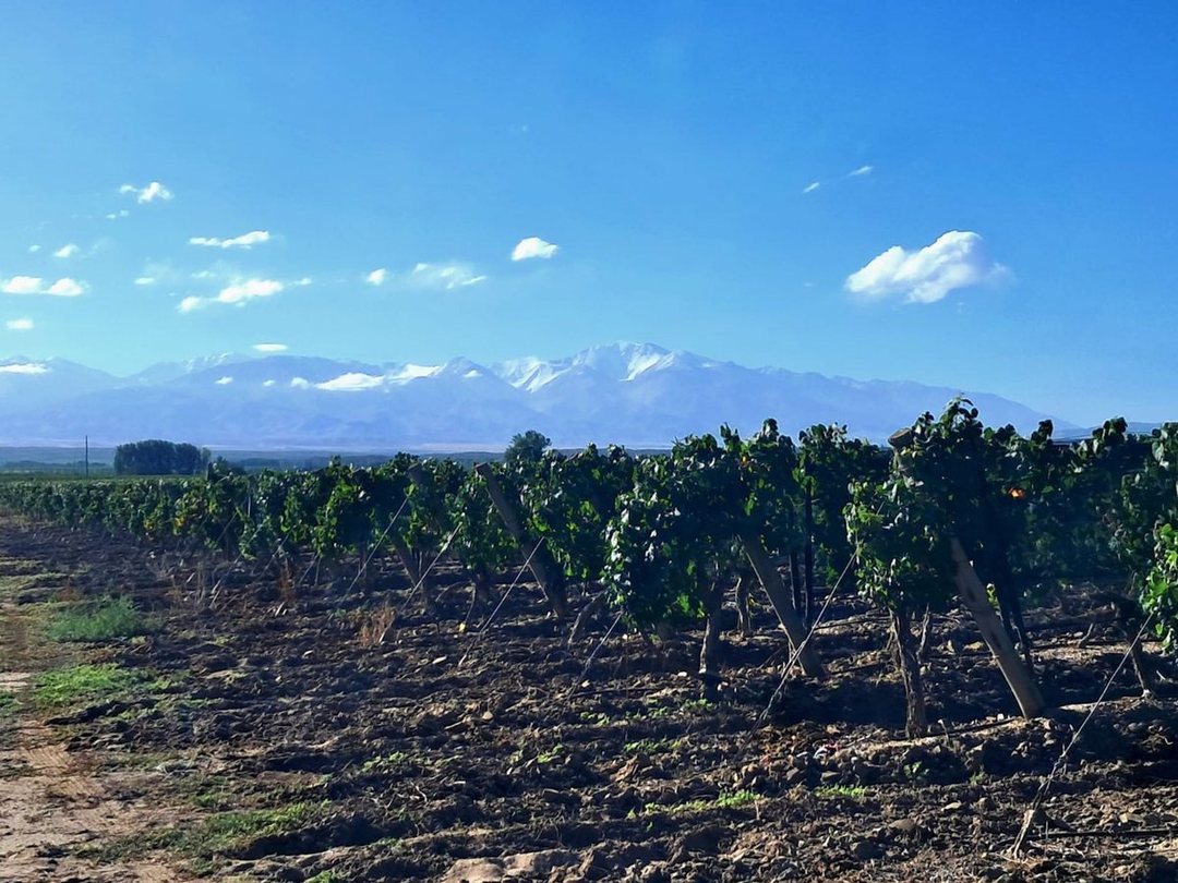 VENTA DE FINCA EN TUPUNGATO- VALLE DE UCO