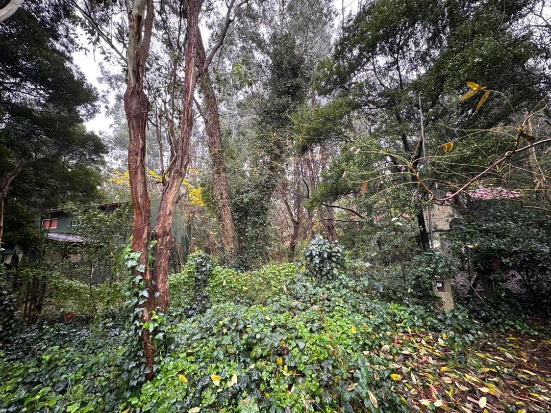 VENTA LOTE 450 M2 BOSQUE PERALTA RAMOS