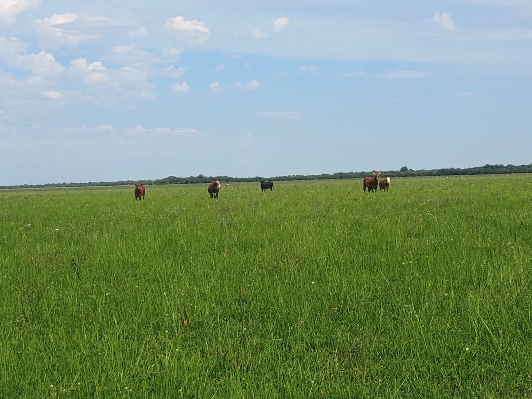 CAMPO GANADERO de 575 HAS en San Javier