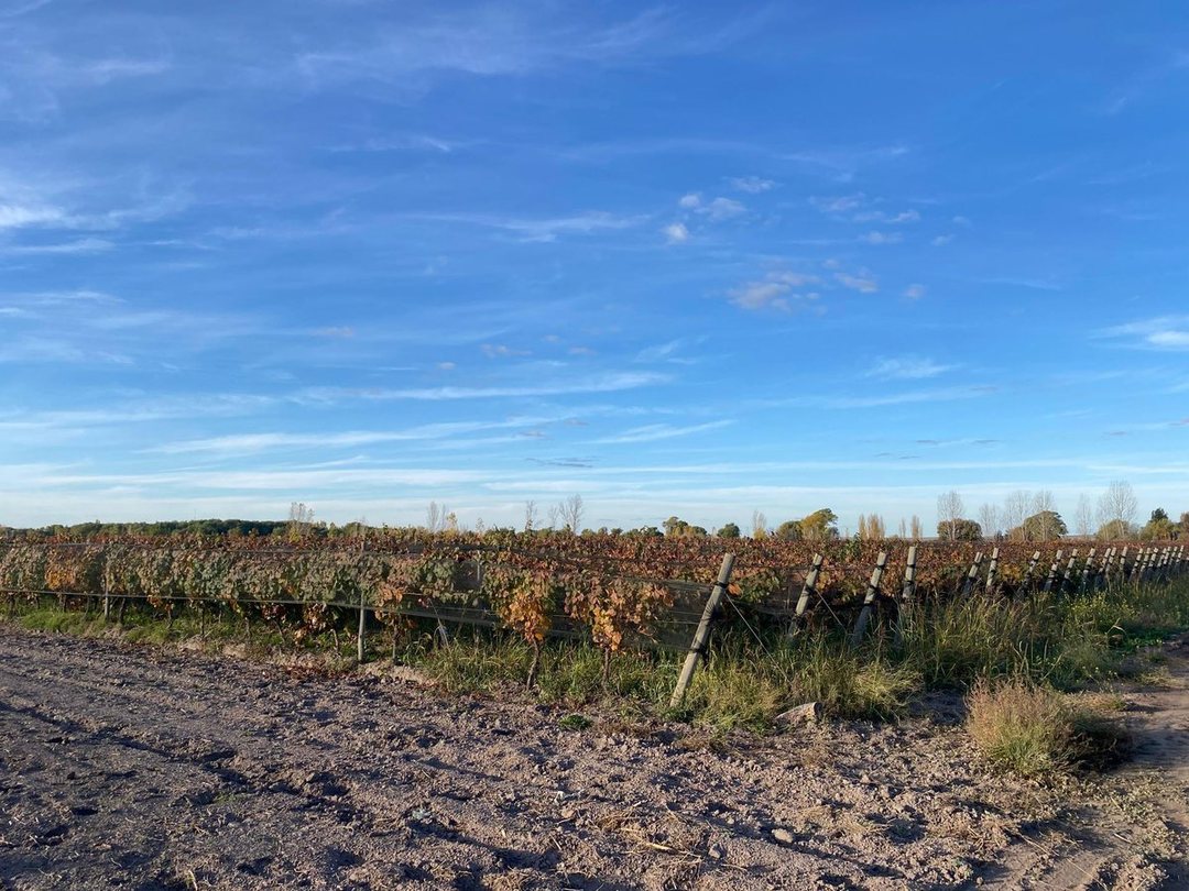 Fincas productivas sobre Ruta 40 - Uco