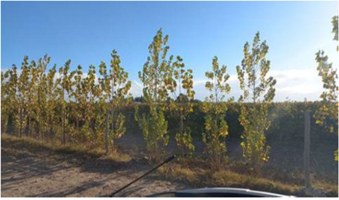 CAMPO EN VENTA 1307 HA ANCHORIS TUPUNGATO RUTA 40