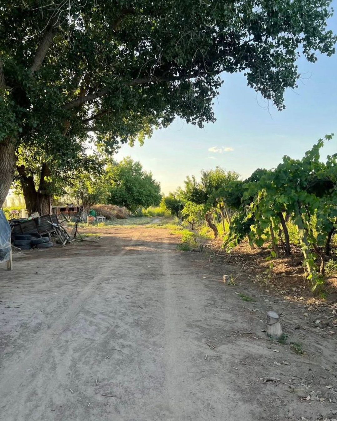 VENTA DE FINCA EN SAN MARTIN ALTO VERDE 12 HA.