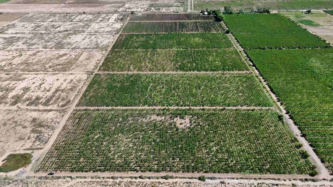 FINCA CON VIÑEDOS EN PRODUCCION EN VENTA MENDOZA