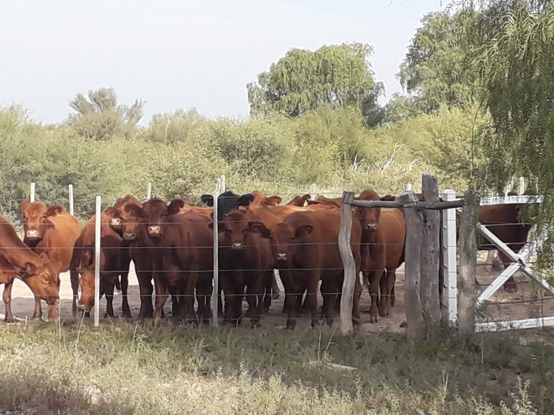 VENTA CAMPO GANADERO 7200ha MZA. APTO PISTACHIO