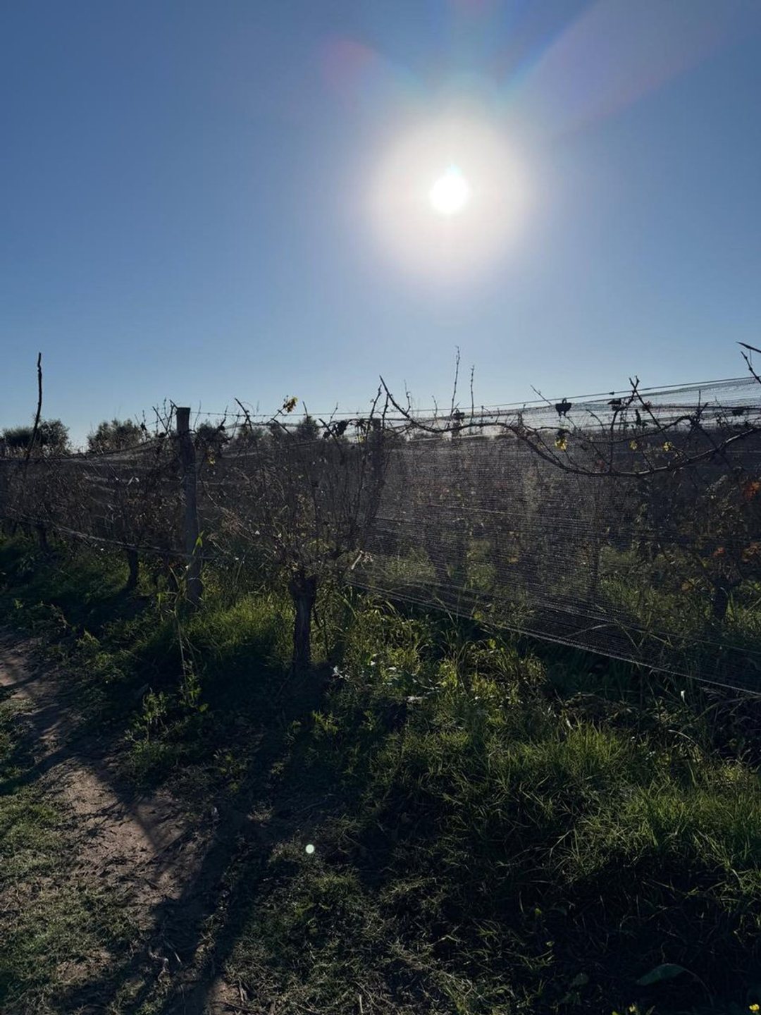 VENTA FINCA EN PRODUCCIÓN JUNÍN MENDOZA