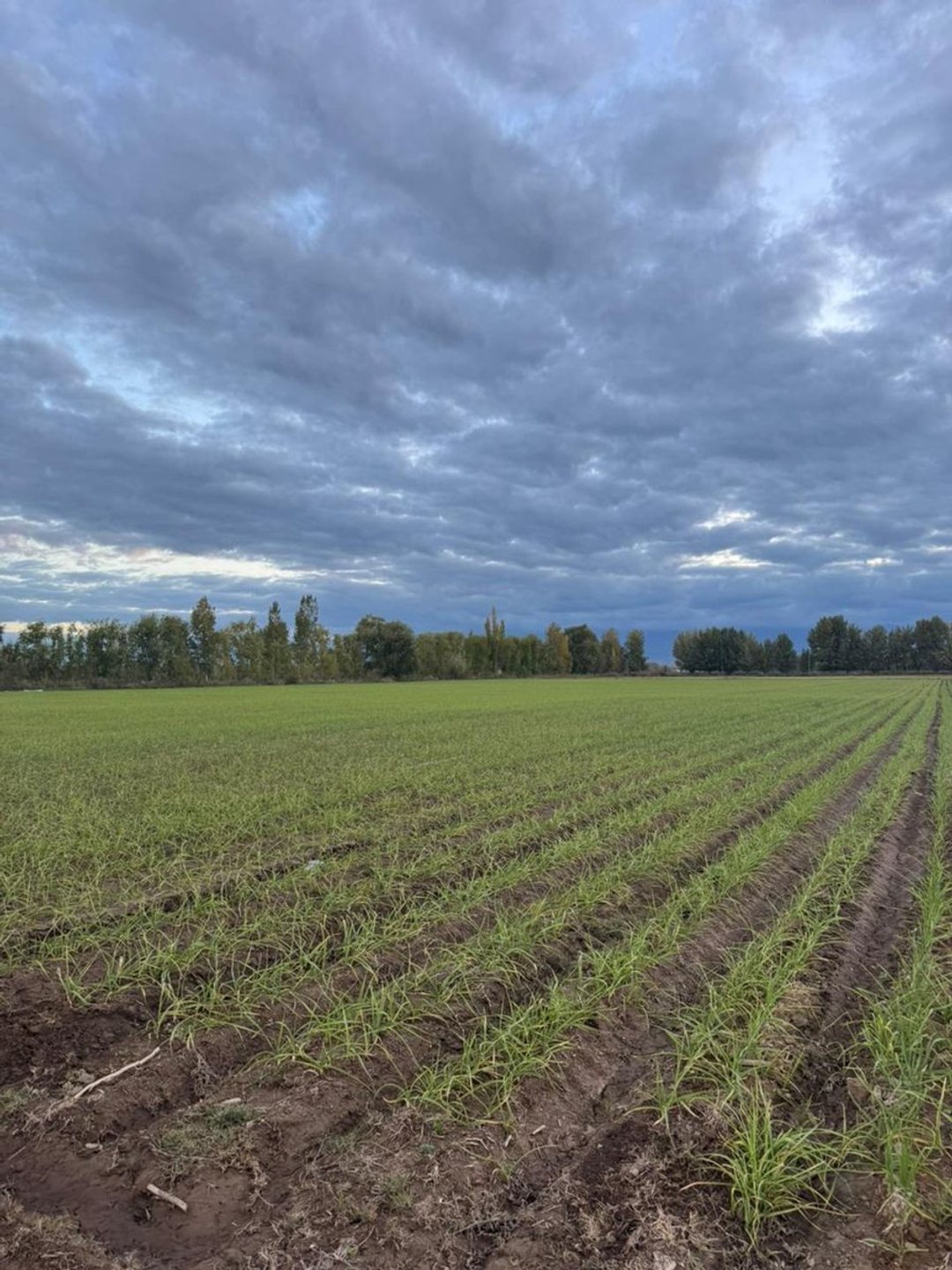 Venta de Finca/campo en Tunuyan