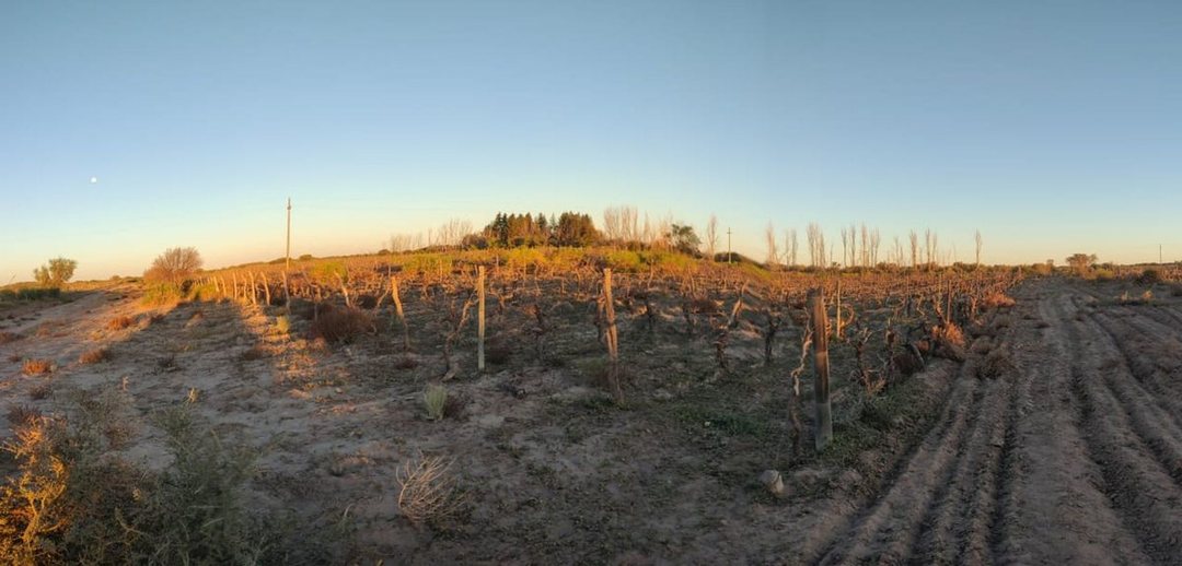 VENTA FINCA 75 Ha c/pozo - La Dormida