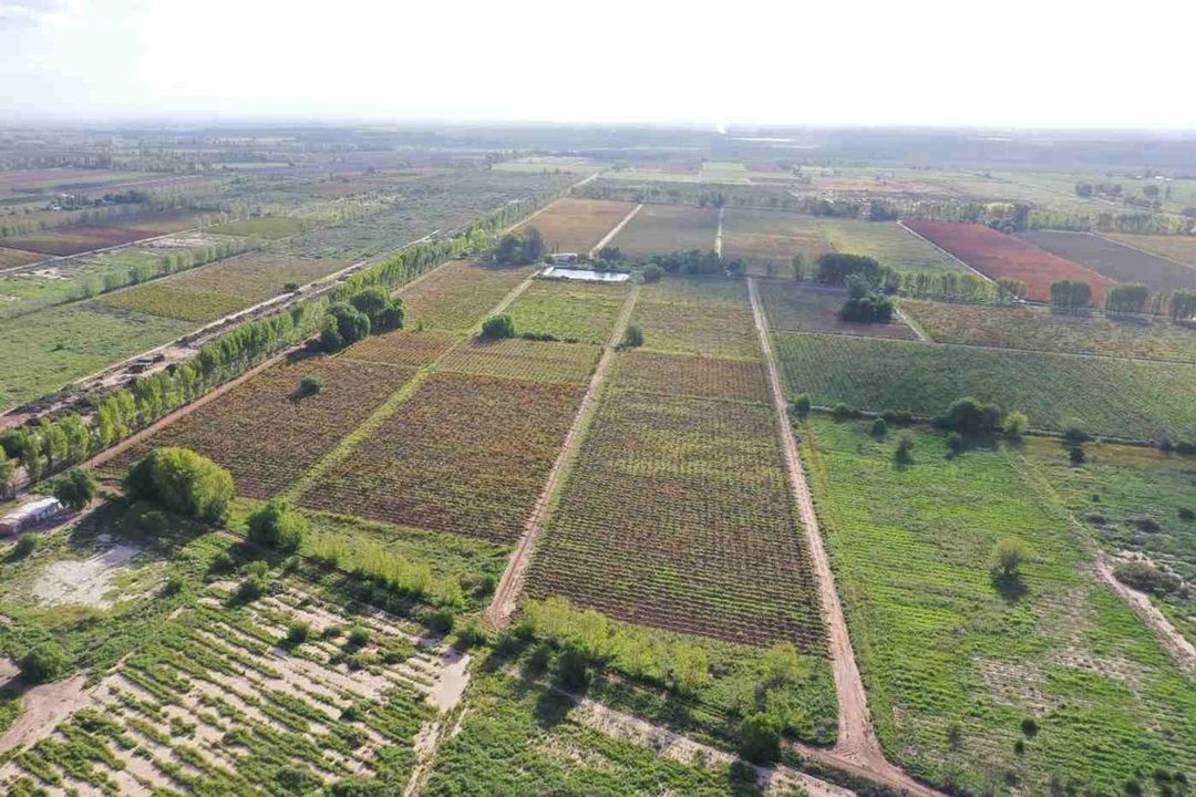 FINCA PRODUCTIVA 50ha VENTA EL CENTRAL SAN MARTIN