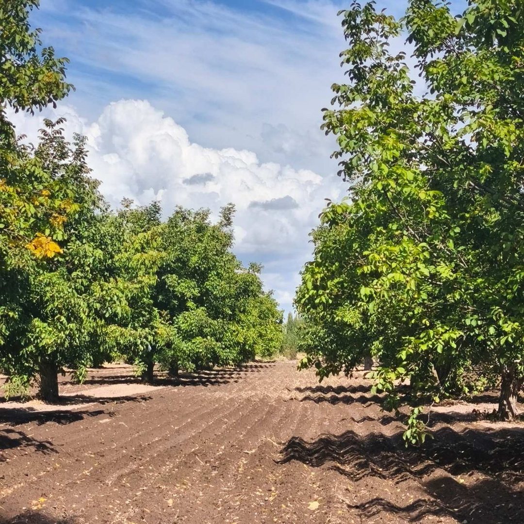 Venta Finca 14 has Nogales San Carlos Valle de Uco