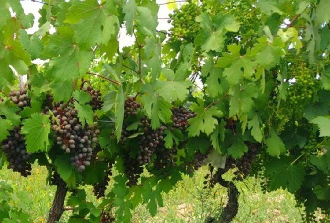 FINCA 5 HA VIÑA ,SANTA ROSA- SE RECIBEN PERMUTAS-