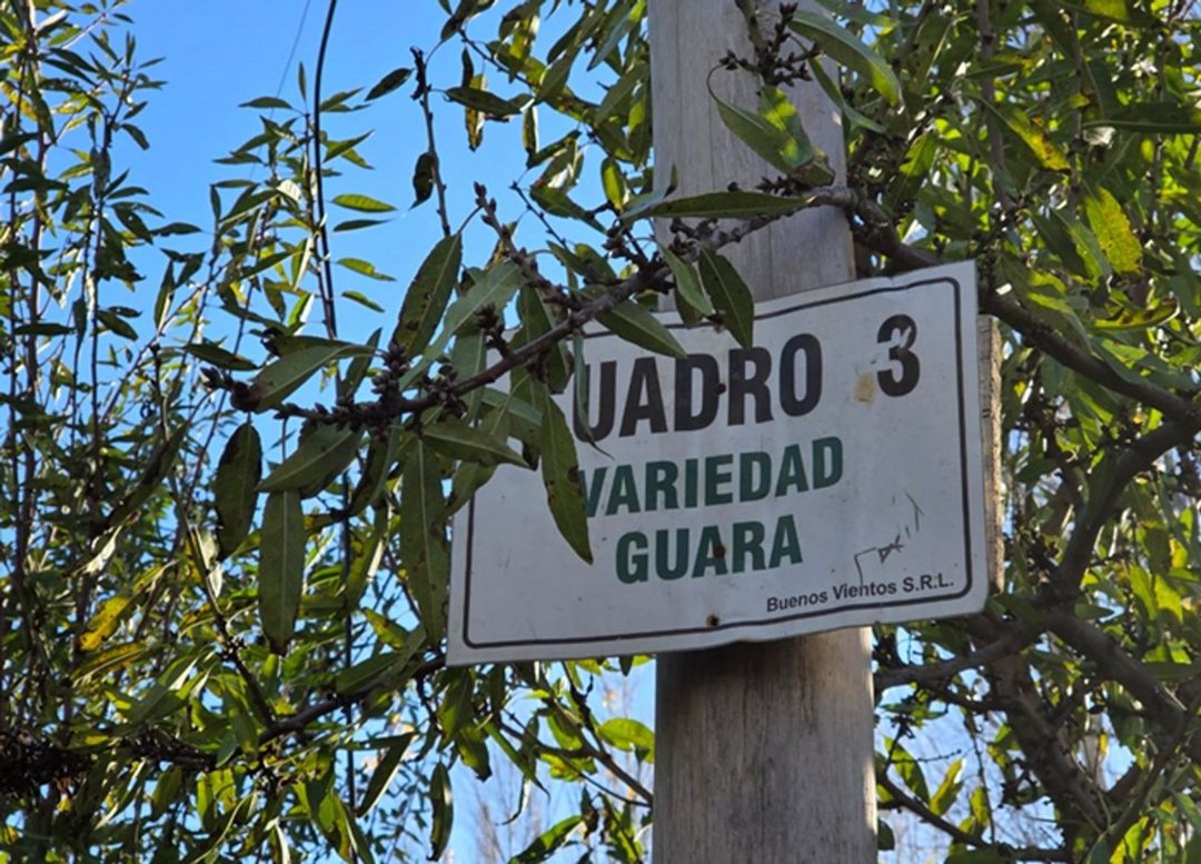 VENTA DE CHACRA CON ALMENDROS 42 HA - SGTO. VIDAL