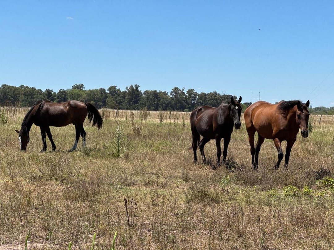 VENTA 1.5 HECTAREAS EN  SAN MIGUEL DEL MONTE