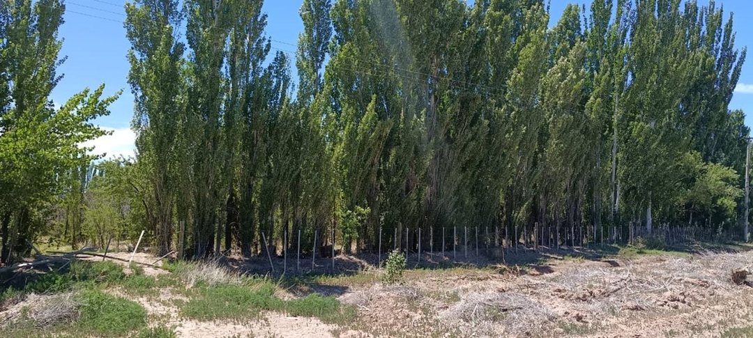 Chacra 2,69 ha con Escritura Ruta 17 Picún Leufú