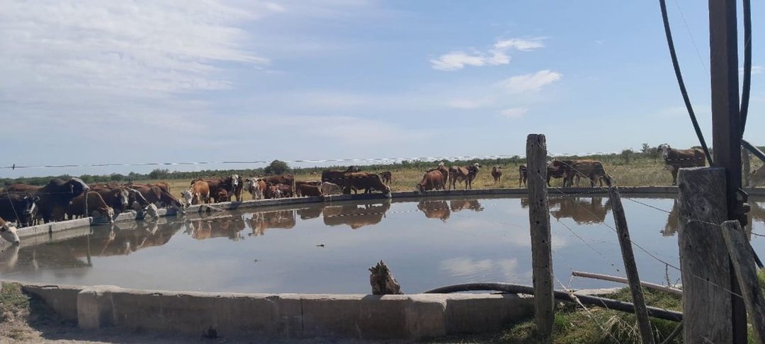 VENTA / CAMPO GANADERO 1385 HECTÁREAS / HUANQUEROS