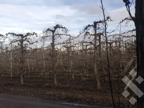 Campo en Venta en General Fernández Oro, General Roca