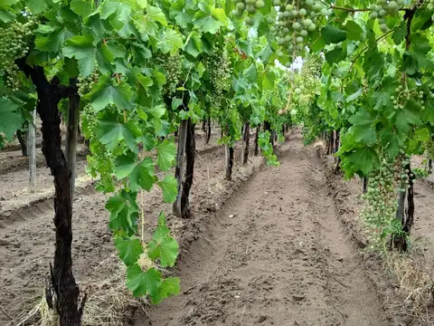 Campo en Venta en Espino, San Martín