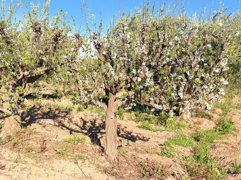 Campo en Venta en Cruz de Piedra, Maipú