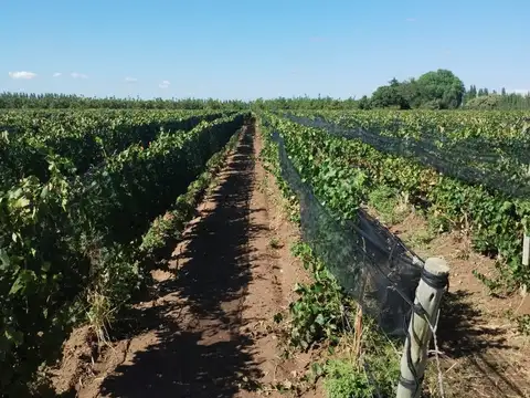 Campo en Venta en Ugarteche, Luján de Cuyo