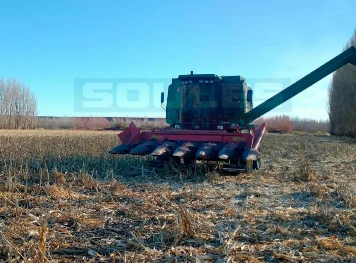 Campo · 64ha