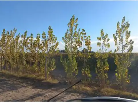 Campo en Venta en Anchoris, Tupungato