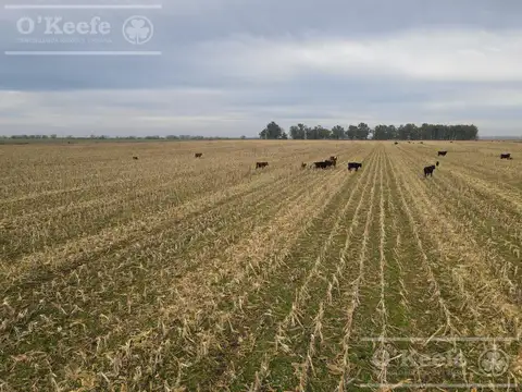Campo en Venta en Carlos Tejedor, Partido de Carlos Tejedor