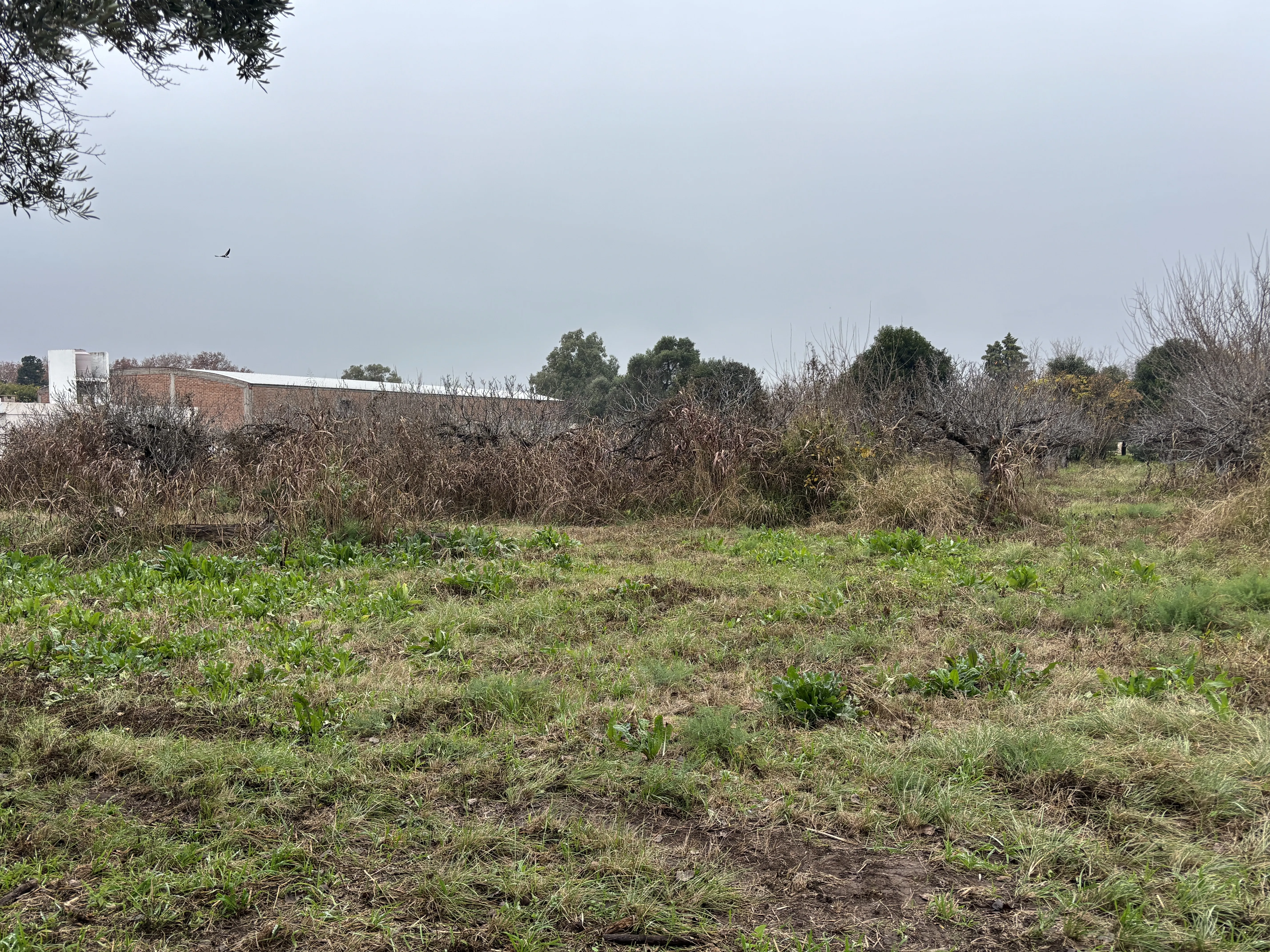 Vendo terreno en colonia caroya con escritura