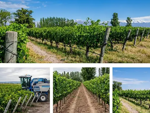 Campo en Venta en Las Violetas, Lavalle