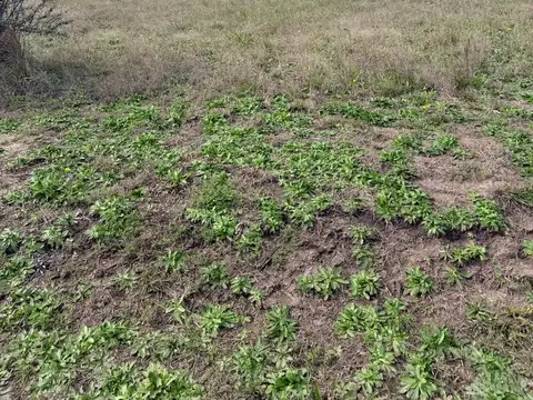 Terreno en Venta en Villa Amelia, Rosario
