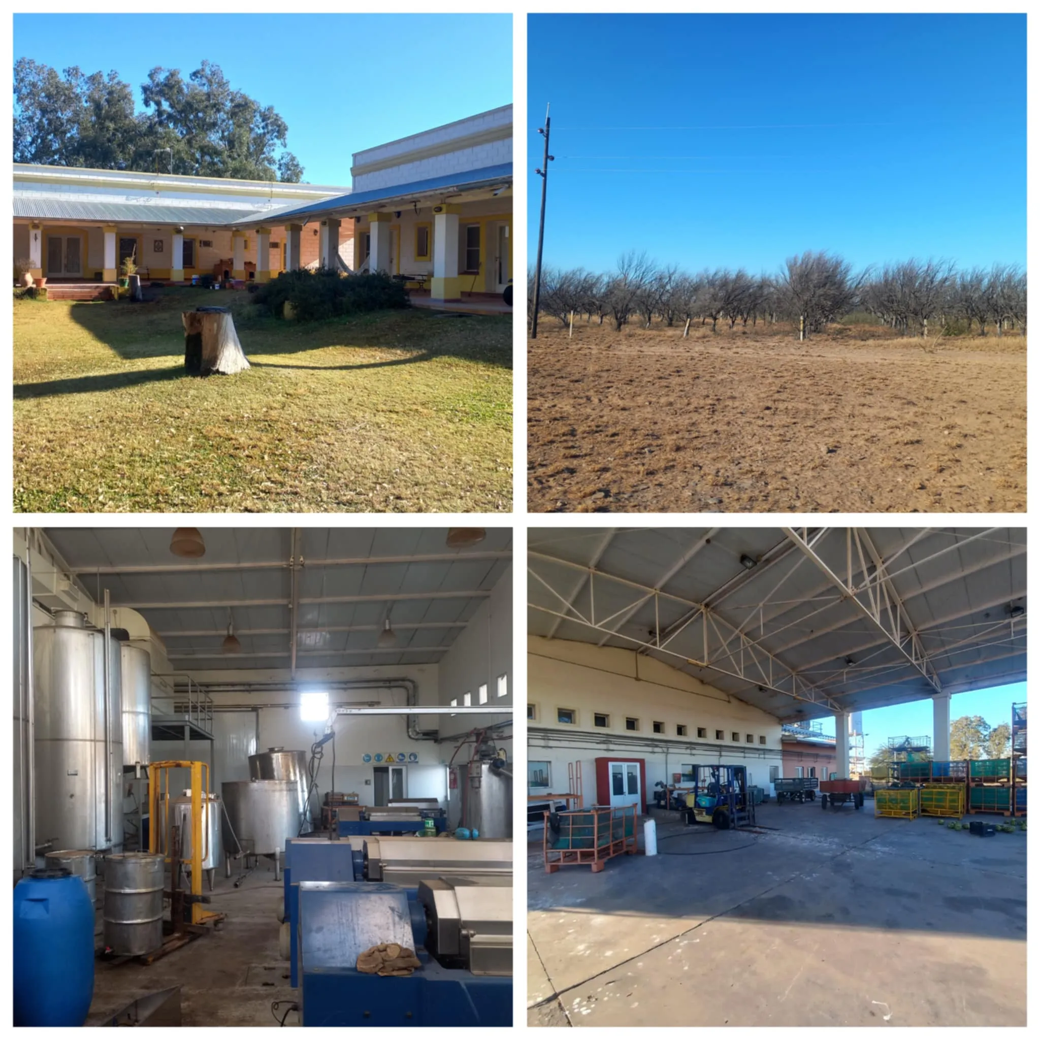 CAMPO CON FABRICA DE ACEITE DE OLIVA EN CATAMARCA VENDO