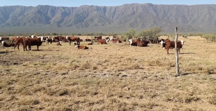 CAMPO AGRICOLA GANADERO FEEDLOT EN CATAMARCA VENDO
