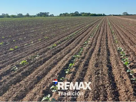 Campo en Venta en Colonia Juan José Castelli, General Güemes