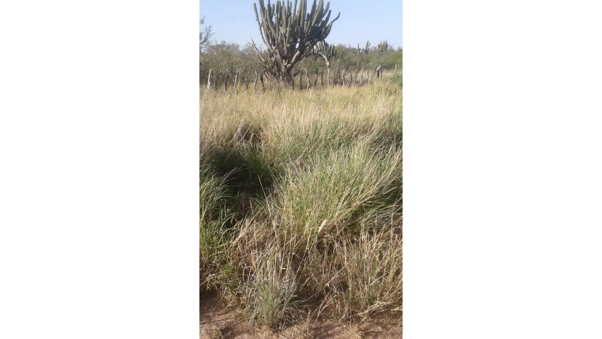Vendo campo en Chañar, La Rioja