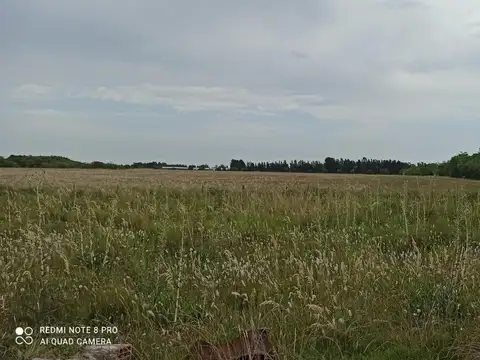 Campo en Venta en El Pino, Partido de Magdalena