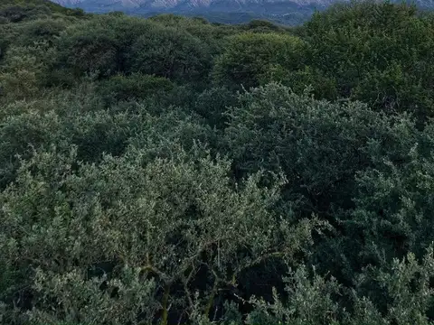 Terreno en Venta en Nono, San Alberto