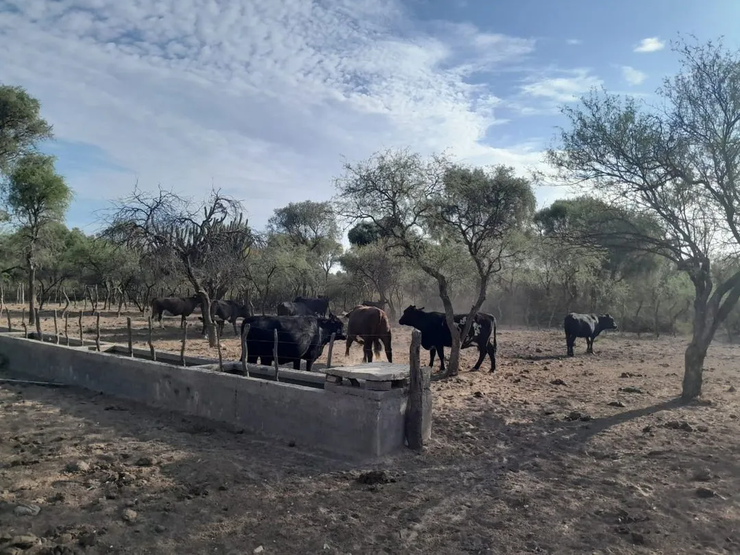CAMPO GANADERO 1.800 HECTÁREAS CORDOBA DEPARTAMENTO MINAS CORRALES BEBEDEROS CAMPO VIRGEN INVERSION