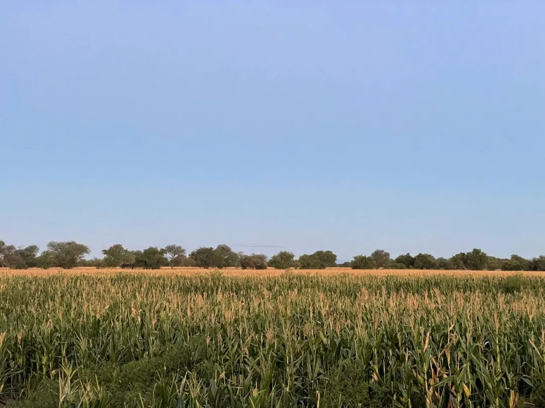 CAMPO MIXTO 346 HAS CORDOBA CRUZ DEL EJE RUTA NACIONAL 38 AGRICOLA-GANADERO 2 CASAS 2 GALPONES SE RECIBE PERMUTA DE MENOR INVERSION