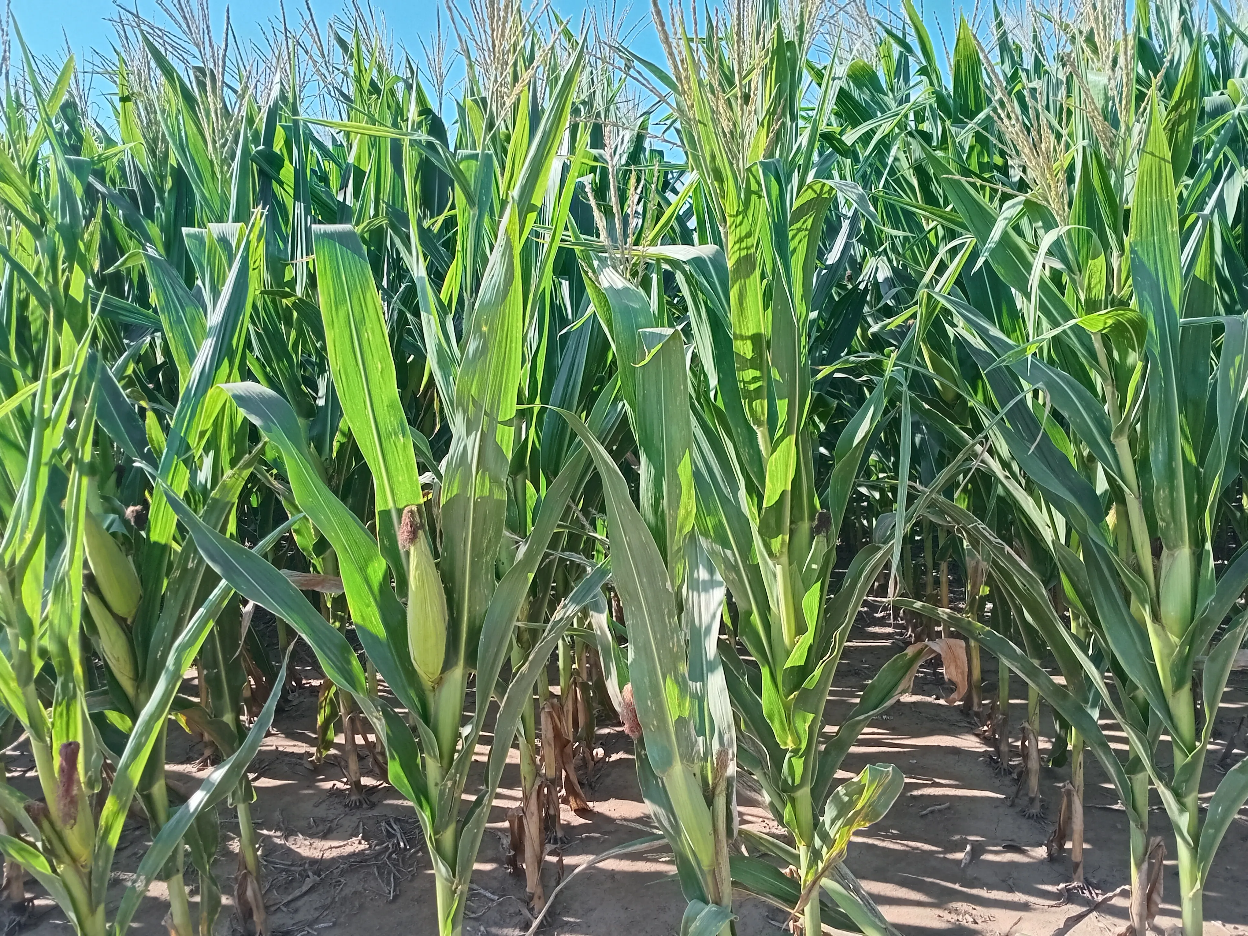 Venta 55 ha agrícolas en Monte Cristo