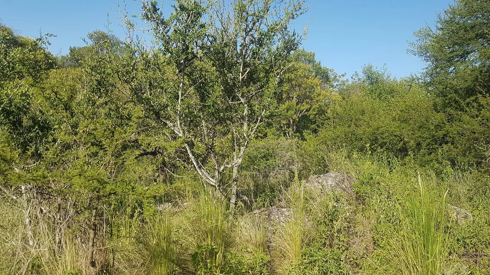 VENDO LOTES EN CORRAL QUEMADO CERCA DEL RIO LA GRANJA