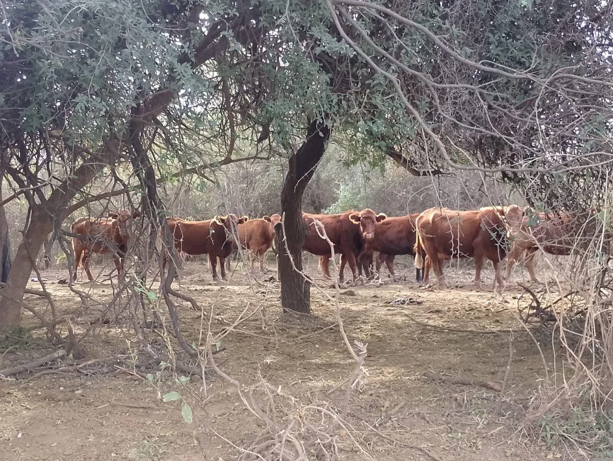 Chuña 5586 has - Campo ganadero en venta