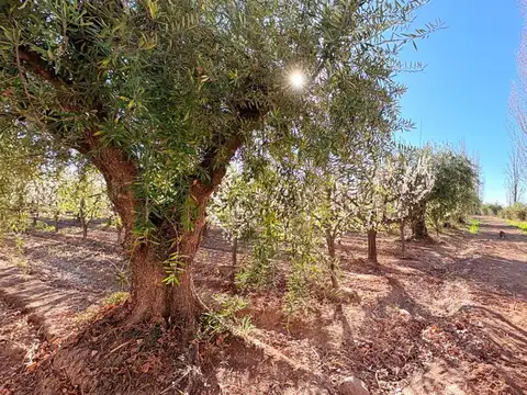 Campo en Venta en Cruz de Piedra, Maipú