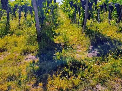 Campo en Venta en La Pega, Lavalle