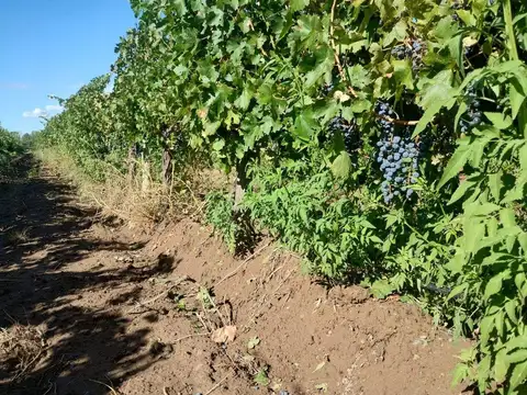 Campo en Venta en Ugarteche, Luján de Cuyo