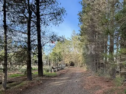 Lotes en los 3 pinos forestados