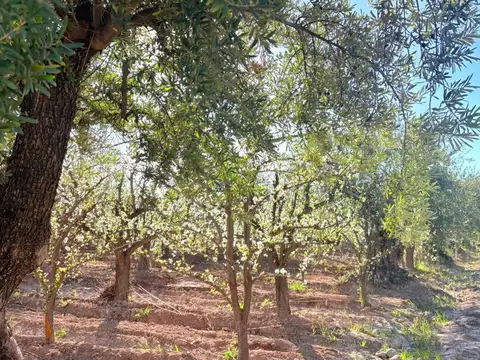 Venta finca maipú