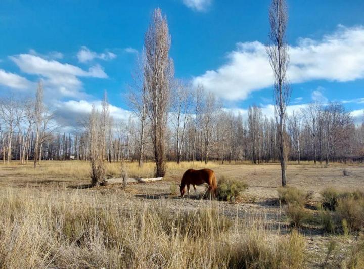 Campo · 4ha