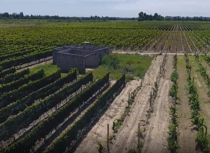 Campo · 20ha