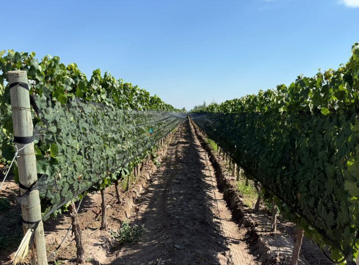 Campo · 198000m²