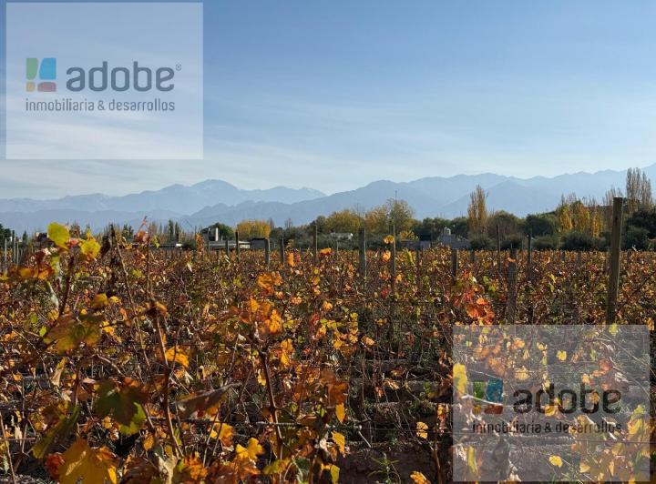 Campo · 64000m²