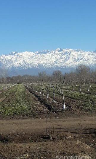 Campo · 298996m²