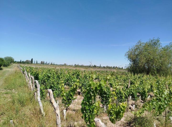 Campo · 200ha